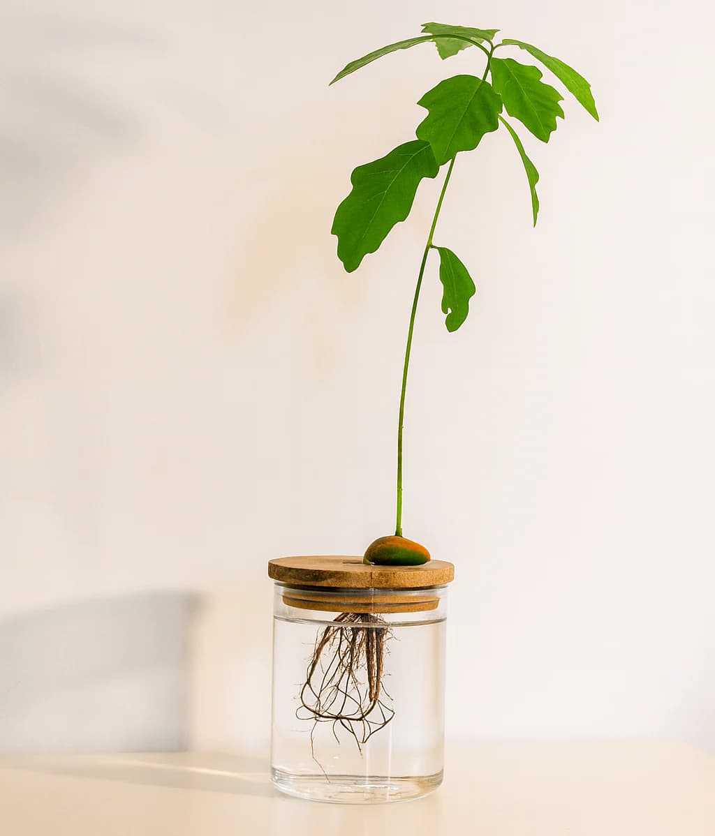 Spécifications du Chêne d'intérieur